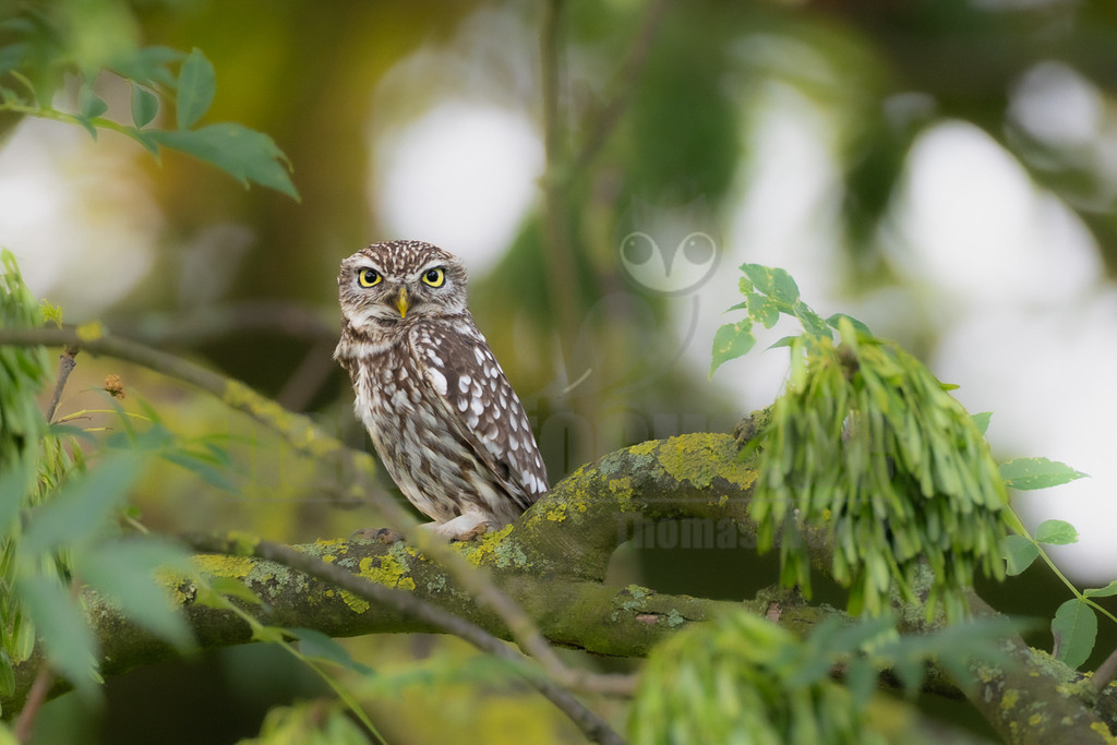 R6M33974_20260530 | Ein Steinkauz (Athene noctua) sitzt auf einem dicken, moosbewachsenen Ast, der von frischem grünen Laub umgeben ist. Der Vogel blickt mit seinen großen, gelben Augen direkt in die Kamera. Sein Gefieder ist braun-weiß gesprenkelt und bietet eine gute Tarnung zwischen den Ästen und Blättern. Der Hintergrund ist unscharf und zeigt weitere grüne Blätter und helle Lichtpunkte. - Realisiert mit Pictrs.com