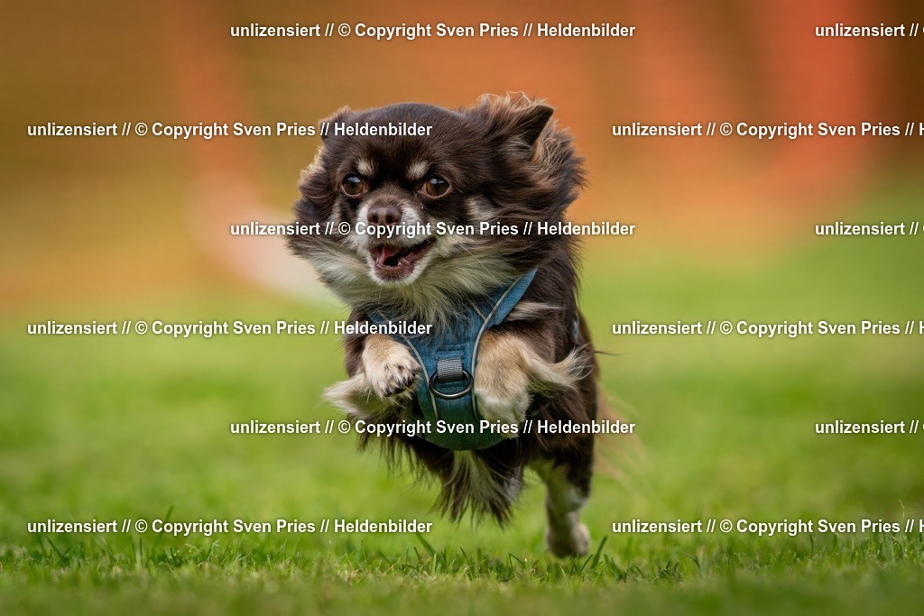 Sven Pries | 2024-09-22 - Hunderennen Baden-BadenPudelverein - Realisiert mit Pictrs.com