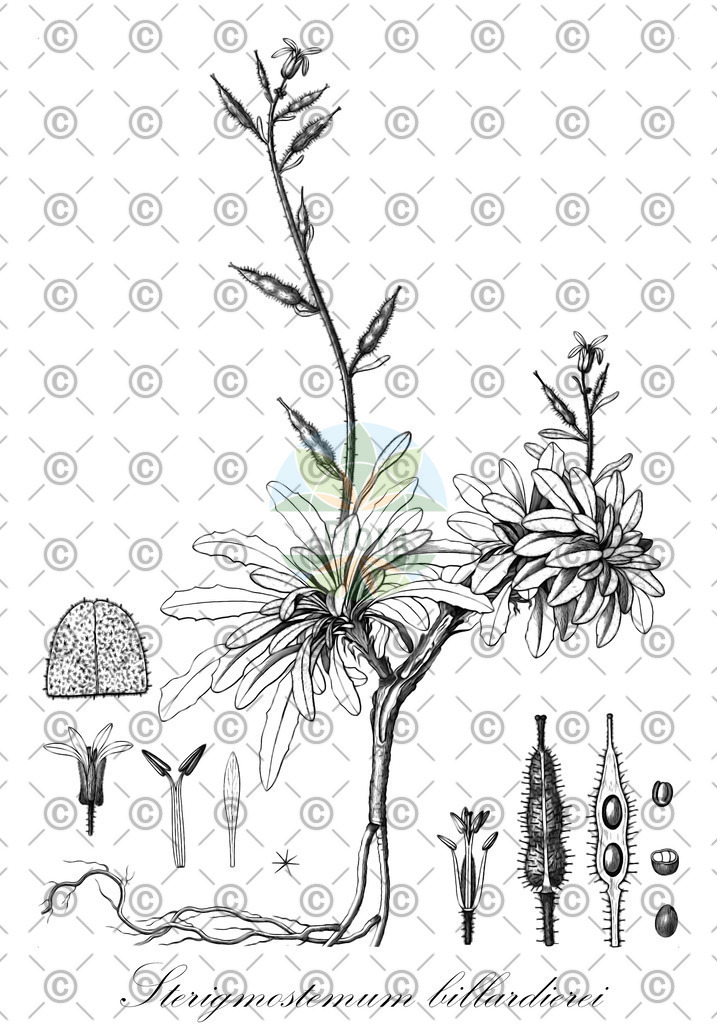 HistAbb_wfo-0000740004_1_ENZY_Simple | Historische Abbildung von Sterigmostemum billardierei - Brassicaceae | Historical Illustration of Sterigmostemum billardierei - Brassicaceae