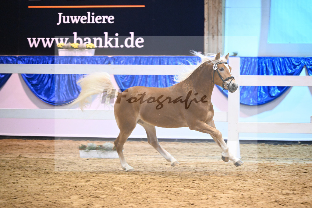 Kat-Nr. 34 Willis Prinz v. Willi V_Gruendl_60220536 | hf-fotografie - Realisiert mit Pictrs.com