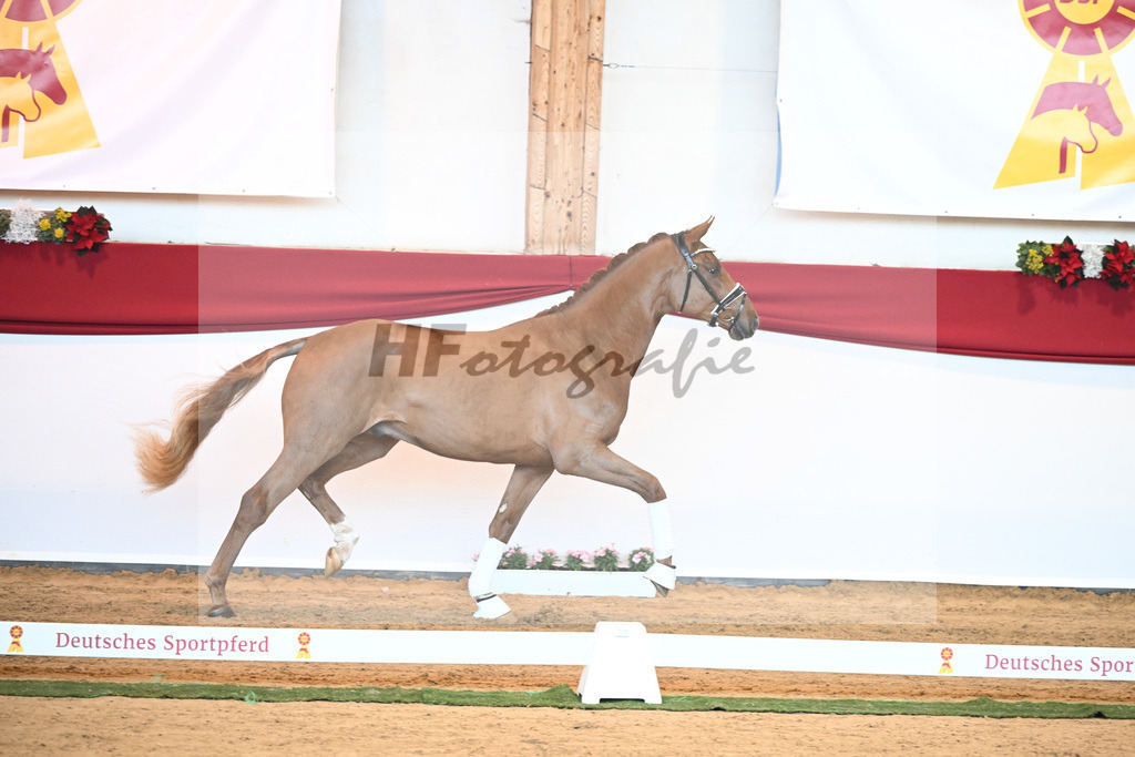 Kat-Nr. 29 Fidertanz x De Niro_Grosserichter_43230288 | hf-fotografie - Realisiert mit Pictrs.com
