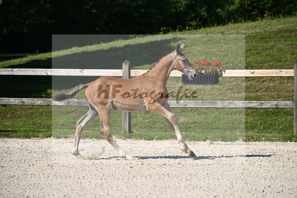 Kat-Nr. 5 Arezzo Man x Araconit_HF_Mayer_24250083 | hf-fotografie - Realizzato con Pictrs.com