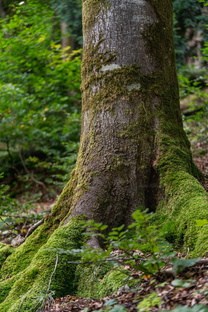ZD250916101631 | Fotoshop von zweidimensional Fotografie. Ihr Fotograf im Aargau. Abzüge von Ihrem Fotobox Event bestellen.Abzüge von Ihrem Hochzeit bestellen.Abzüge von Ihrem Schulfotograf bestellen.