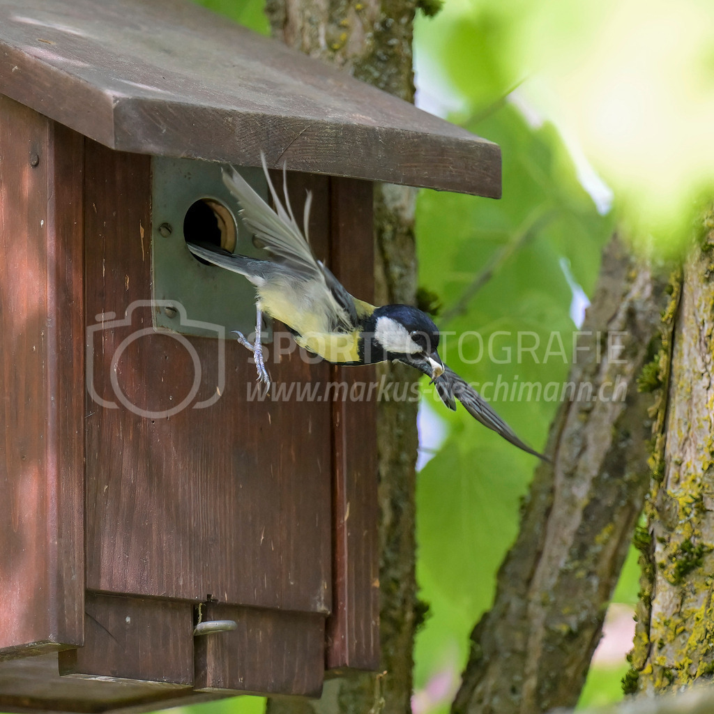 20240504_1100_AEM_nefti_7033-Bearbeitet | 04.05.2024 / , Neftenbach

Bild: Sportfotografie Markus Aeschimann | www.markus-aeschimann.ch - Realisiert mit Pictrs.com