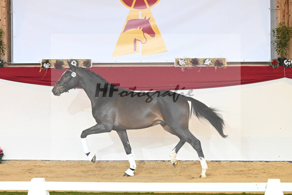 Kat-Nr. 70 Si Senor M_Saechsische Gestuetsverwaltung_1230275 | hf-fotografie - Realisiert mit Pictrs.com