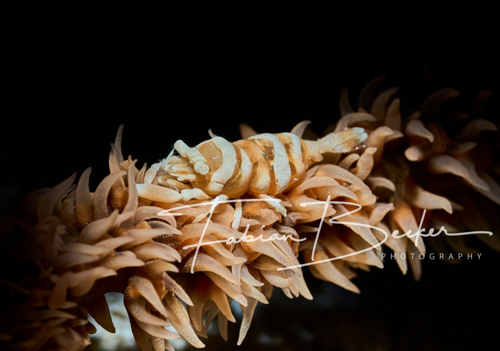 Spotlight - 2 | Einzigartige Wandbilder von faszinierenden Unterwasserwelten. Exklusive Kunst für Empfangsbereiche, Wohnraum oder Wartezimmer. - Realisiert mit Pictrs.com