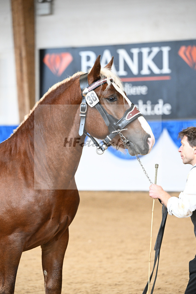 Kat-Nr. 38 nn v. Valegro_Glonecker_39250634 | hf-fotografie - Realizzato con Pictrs.com