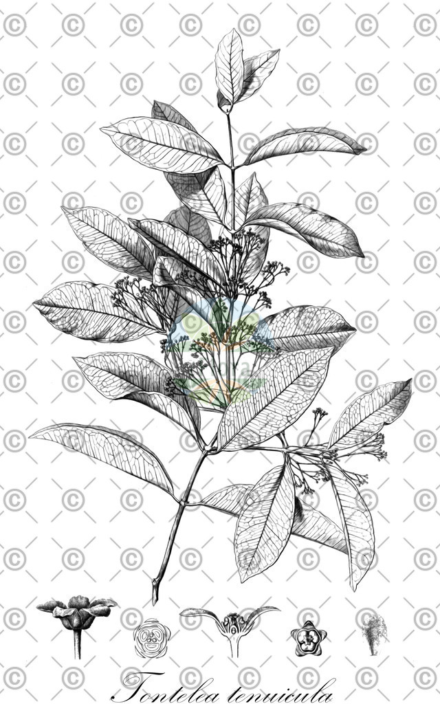HistAbb_wfo-0000455518_1_ENZY_Simple | Historische Abbildung von Tontelea tenuicula - Celastraceae | Historical Illustration of Tontelea tenuicula - Celastraceae
