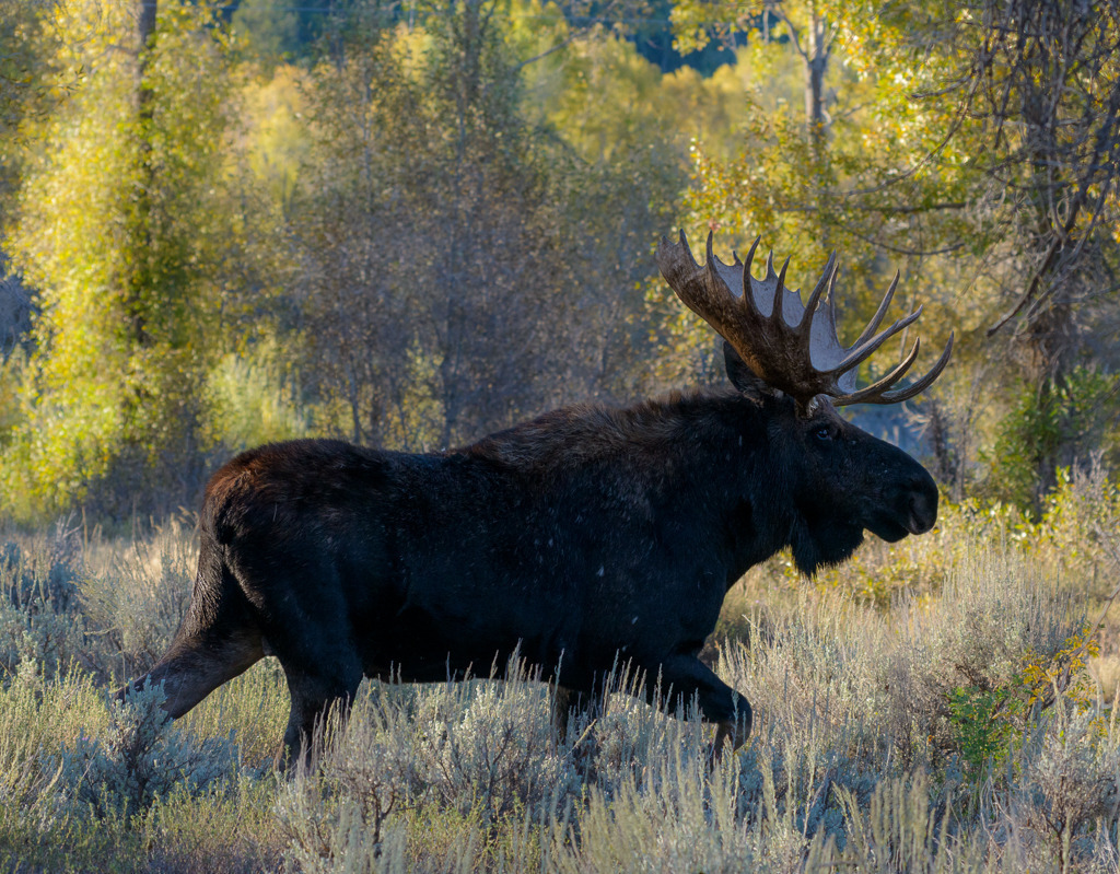 elch-2015-332 | Ein Elchbulle durchstreift das Gelände des Gros Ventre Campground im Grand Teton National Park (USA). - Realisiert mit Pictrs.com