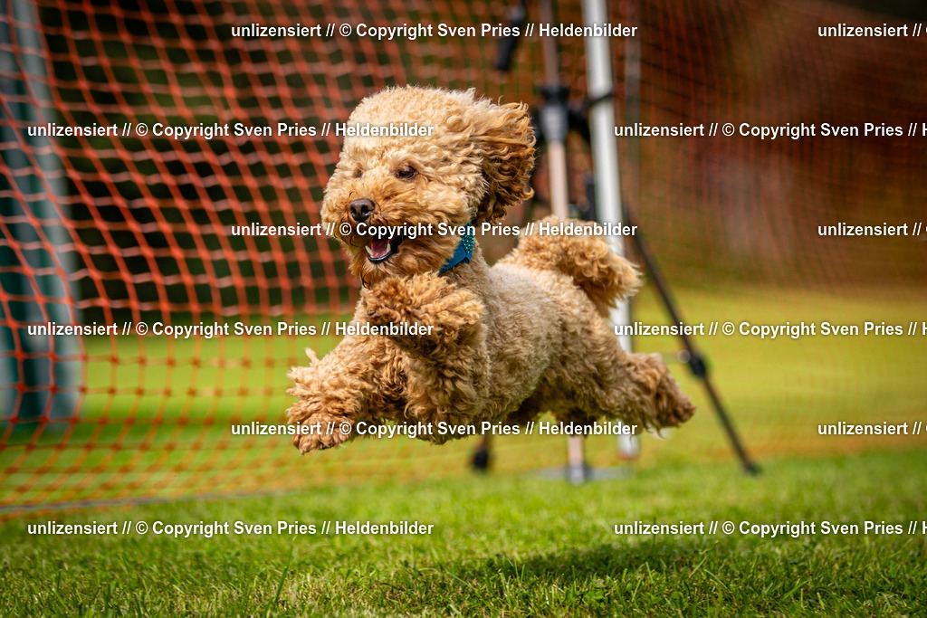 Sven Pries | 2024-09-22 - Hunderennen Baden-BadenPudelverein - Realisiert mit Pictrs.com