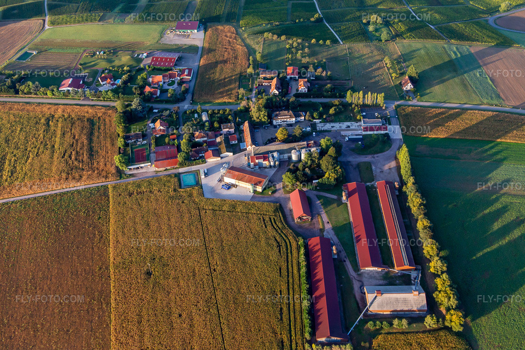 Aerial view: Ferme Schafbusch in Steinseltz in the state Bas-Rhin, France. – Photo: IMG_138823.jpg taken on 09/24/2023 by Werner Riehm/FLY-FOTO.com – Resolution of the original: 5472 x 3648 px – Ferme Schafbusch