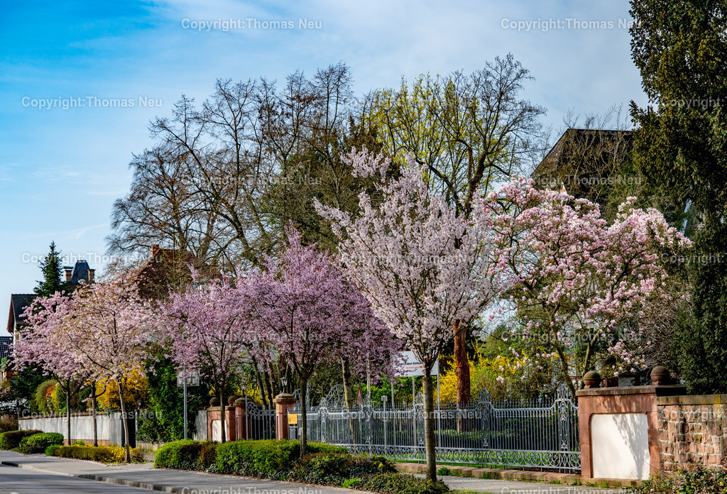 Fruehling-Bensheim-Magnolienblueten-Zierkirschen-Fotografie-thomas-neu--6 | Blühende Magnolien und Zierkirschen prägen im Frühjahr das Straßenbild der Darmstädter Straße im Bensheimer Stadtteil Auerbach. Die rosa und weißen Blüten setzen farbenfrohe Akzente entlang der Bergstraße und machen die Region zu einer der schönsten Frühlingslandschaften in Hessen. Das Zusammenspiel aus historischer Bebauung, gepflegten Gärten und der üppigen Blütenpracht verleiht der Szene eine ruhige und zugleich lebendige Atmosphäre.,Bild: Thomas Neu
