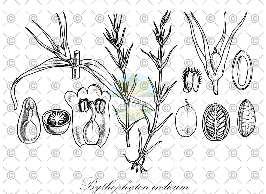 HistAbb_wfo-0001318476_1_ENZY_Simple | Historische Abbildung von Bythophyton indicum - Plantaginaceae | Historical Illustration of Bythophyton indicum - Plantaginaceae