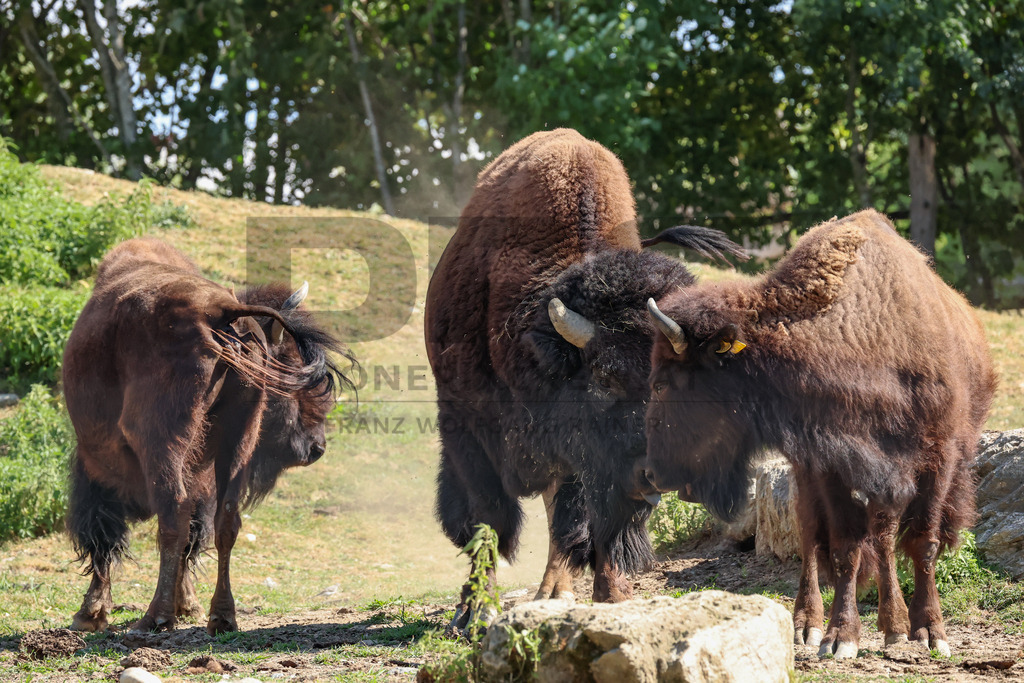 Bisons at Tierpark Herberstein // Bisons im Tierpark Herberstein | Bisons at Tierpark Herberstein in Styria, Austria. The scene shows the powerful animals in their enclosure and highlights their impressive appearance, calm presence and natural behavior in the zoo environment. // Bisons im Tierpark Herberstein in der Steiermark, Österreich. Die Szene zeigt die kraftvollen Tiere in ihrem Gehege und hebt ihr eindrucksvolles Erscheinungsbild, ihre ruhige Präsenz und ihr natürliches Verhalten im Tierpark hervor. - Realisiert mit Pictrs.com