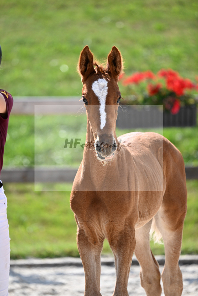 Kat-Nr. 44 Bowmore x Ricardo Star_SF_Soell_15251203 | hf-fotografie - Realisiert mit Pictrs.com