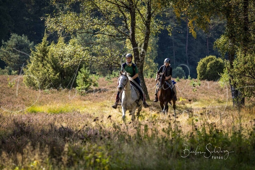 DdLH-WehlenerHeide_2025-09-20_159 | Fotografie, Veranstaltungs-Fotografie, Pferde-Fotografie, Landschafts-Fotografie, Reise-Fotografie - Realisiert mit Pictrs.com