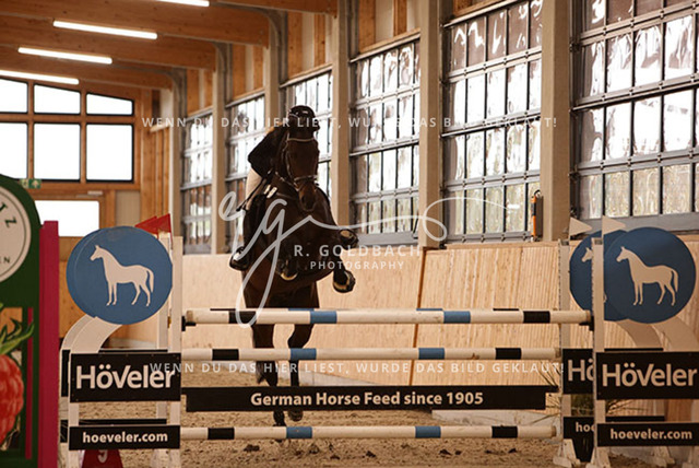 1J2A8028Katja Krumstroh_ Centauer 3_ Kn107_ Glantz_ Hohen Wieschendorf | Foto- und Videografie für alles rund ums Pferd. Hochwertige Bilder und Videos vom Spring- und Dressurreiten, Voltigieren & mehr. Jetzt aktuelle Veranstaltungen und Preise im Shop ansehen. - Realisiert mit Pictrs.com