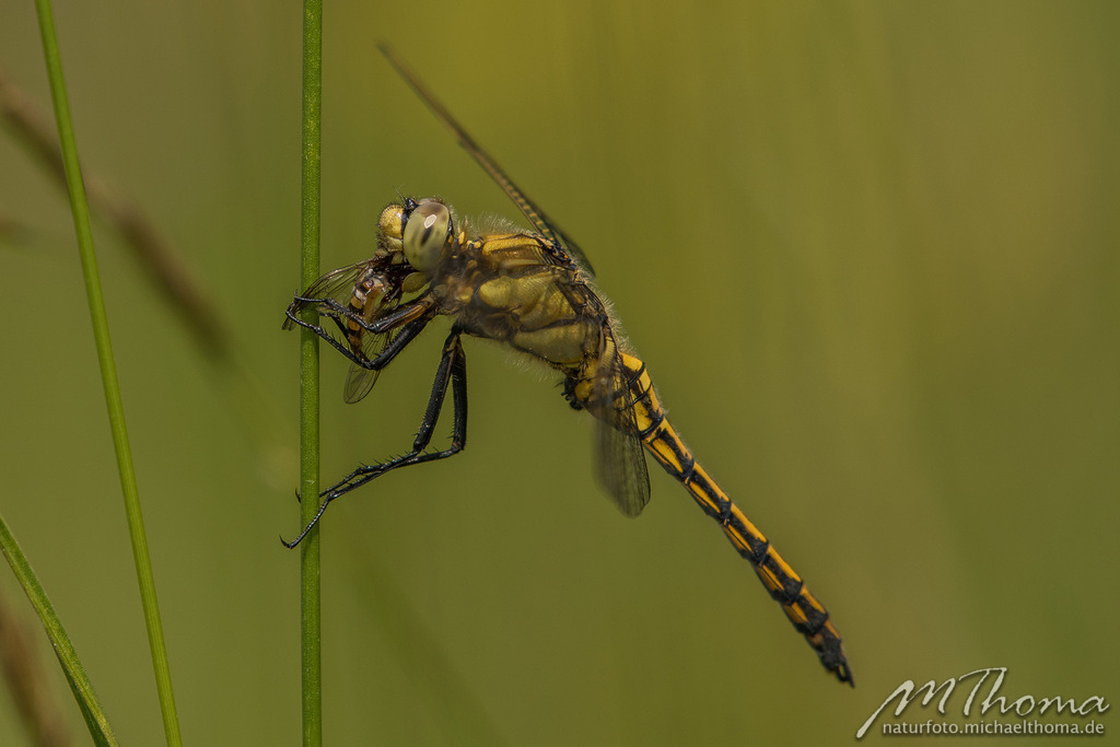 Zangenlibelle mit Beute | Dies ist der Online-Shop von naturfoto.michaelthoma.de. Ich bin leidenschaftlicher Naturfotograf und fotografiere von der Andromedagalaxie bis zum Zwergtaucher, von der Ameise bis zum Orionnebel alles was mit Natur zu tun hat. Hier kann eine Auswahl meine - Realisiert mit Pictrs.com
