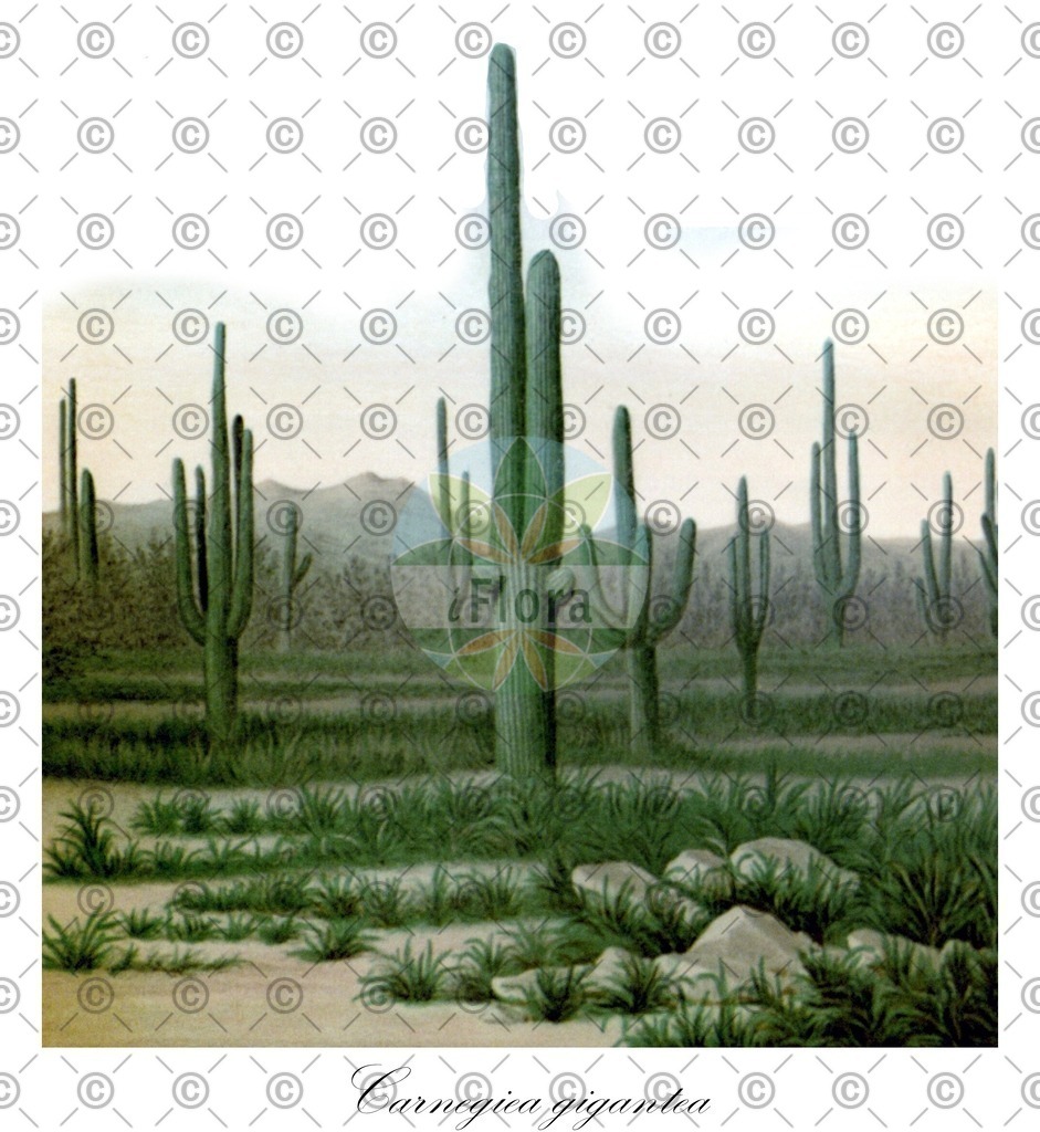 HistAbb_wfo-0000588197_1_ENZY_Simple | Historische Abbildung von Carnegiea gigantea - Cactaceae (Riesenkaktus) | Historical Illustration of Carnegiea gigantea - Cactaceae (giant cactus)