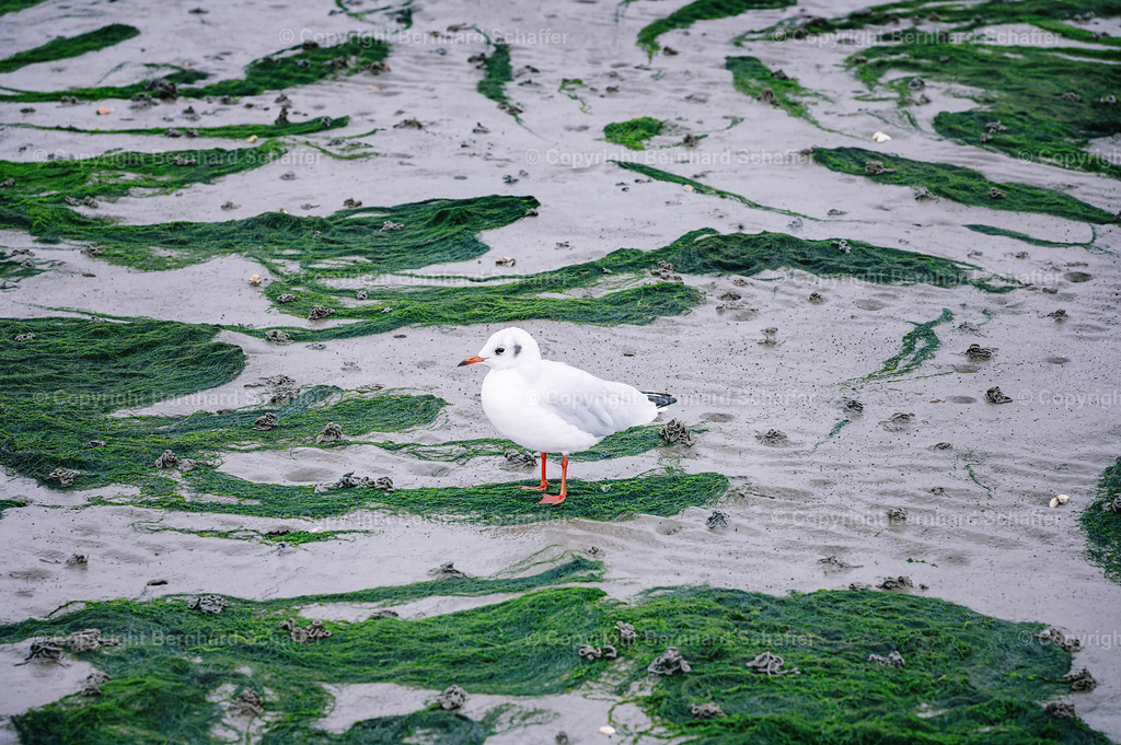 Kleine Möwe im Wattenmeer | Eine kleine Möwe sitzt am Strand im Nationalpark Wattenmeer zwischen Seetang und Wattwürmern. - Realisiert mit Pictrs.com