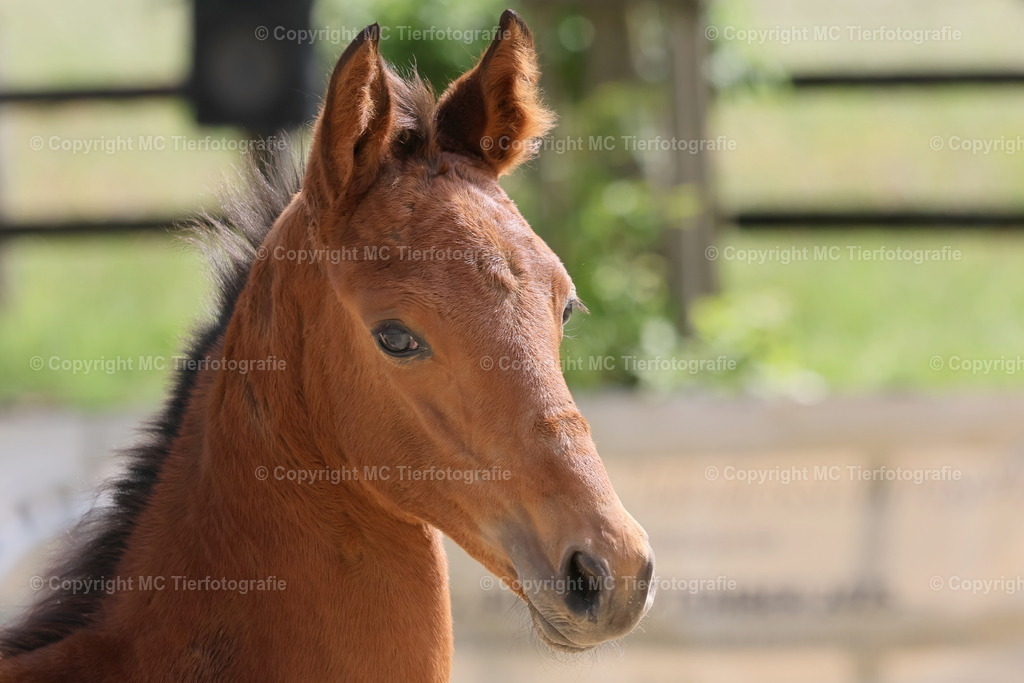 TrakFohlenschHennef17052025MC3H5A7596B | Pferdefotos online bestellen - Realisiert mit Pictrs.com