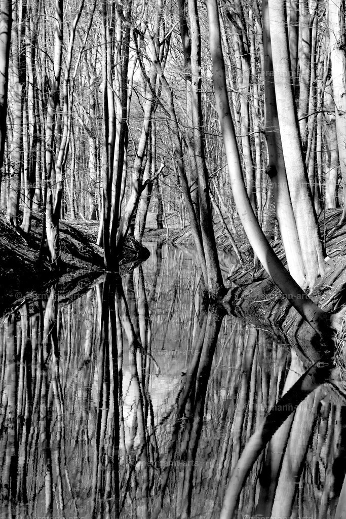 Trees_fine_Art_0028 | Photo Foto Kunst Art schwarzweiss Bilder Rheine Münster Berlin Blumen 