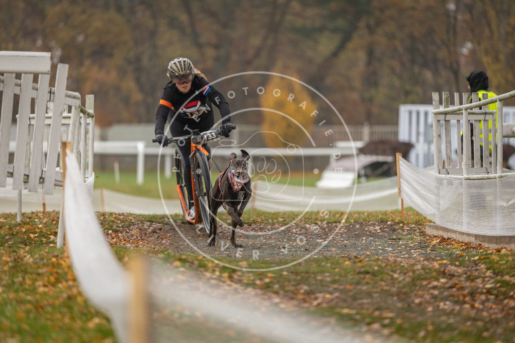 CaniXpix_DV3A8010 | Hundefotografie, Tierfotograf, Pfotenfotografie, Fotoshooting Hund, Hunde Portrait, Hundesport, Hundeportraits, Heideshooting, Hunde, Sportfotograf, Hundefotograf, Turnierhundsport, THS,  - Realisiert mit Pictrs.com