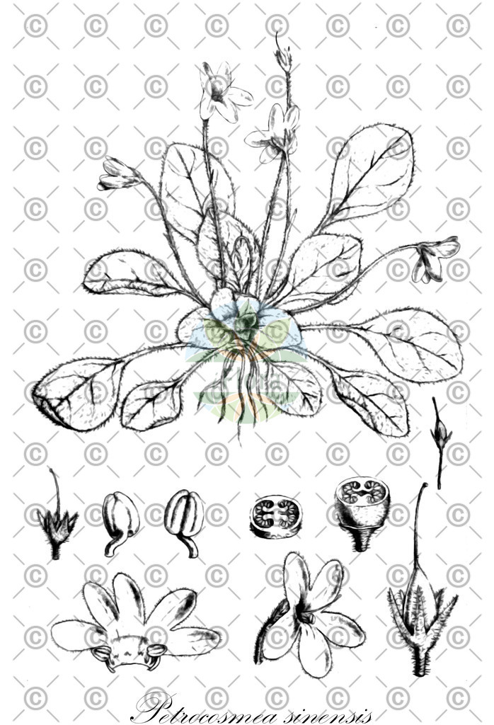 HistAbb_wfo-0000478000_1_ENZY_Simple | Historische Abbildung von Petrocosmea sinensis - Gesneriaceae | Historical Illustration of Petrocosmea sinensis - Gesneriaceae
