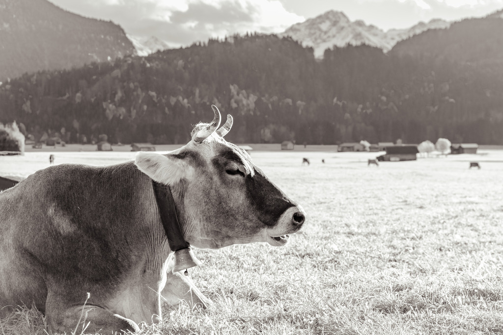 20251024-EAF_6601-2 | Eilun-Art-Fotografie Levke Martens, ihre Fotografin für Immobilien- und Landschaftsfotografie auf Föhr, Föhrer Motive als Poster, Leinwand, hinter Acrylglas oder stelle dir deinen eigenen Monatskalender zusammen, mit nur einem Klick