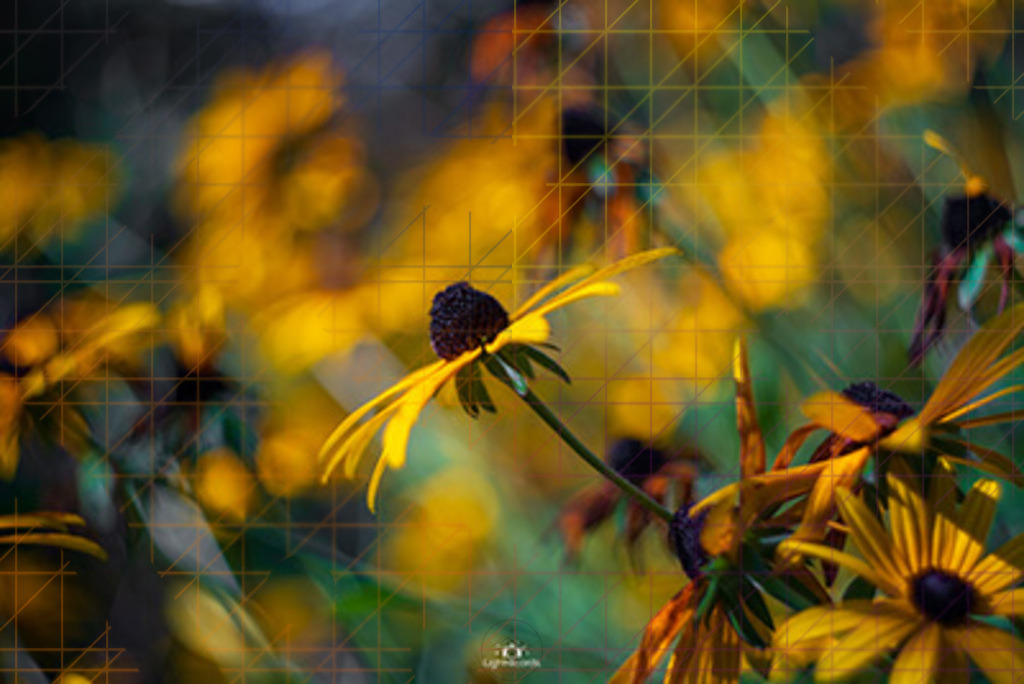 gelbe_blume_400 | Mario Konang lightrecords.de - Realisiert mit Pictrs.com