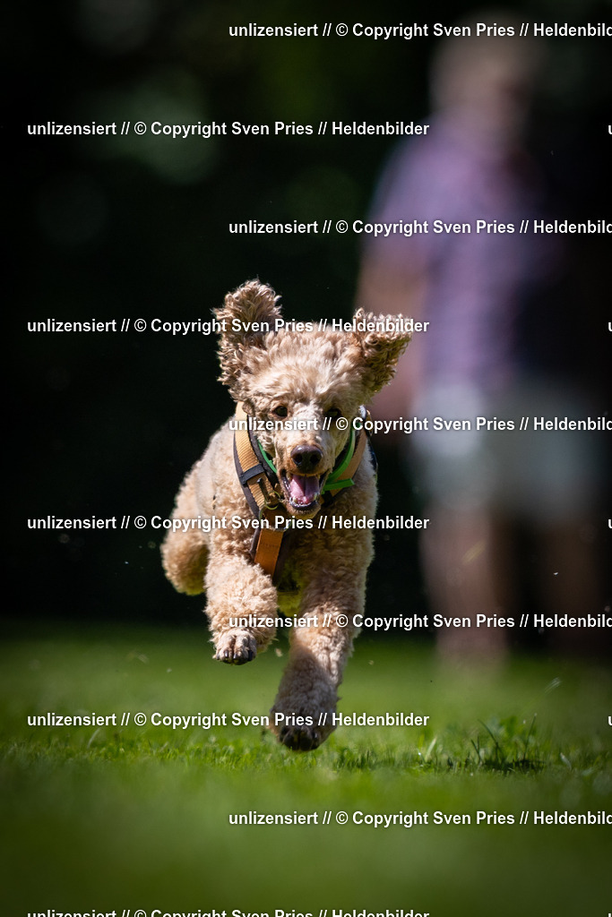 Sven Pries | 2025-08-10 - Hunderennen Durlach - Realisiert mit Pictrs.com