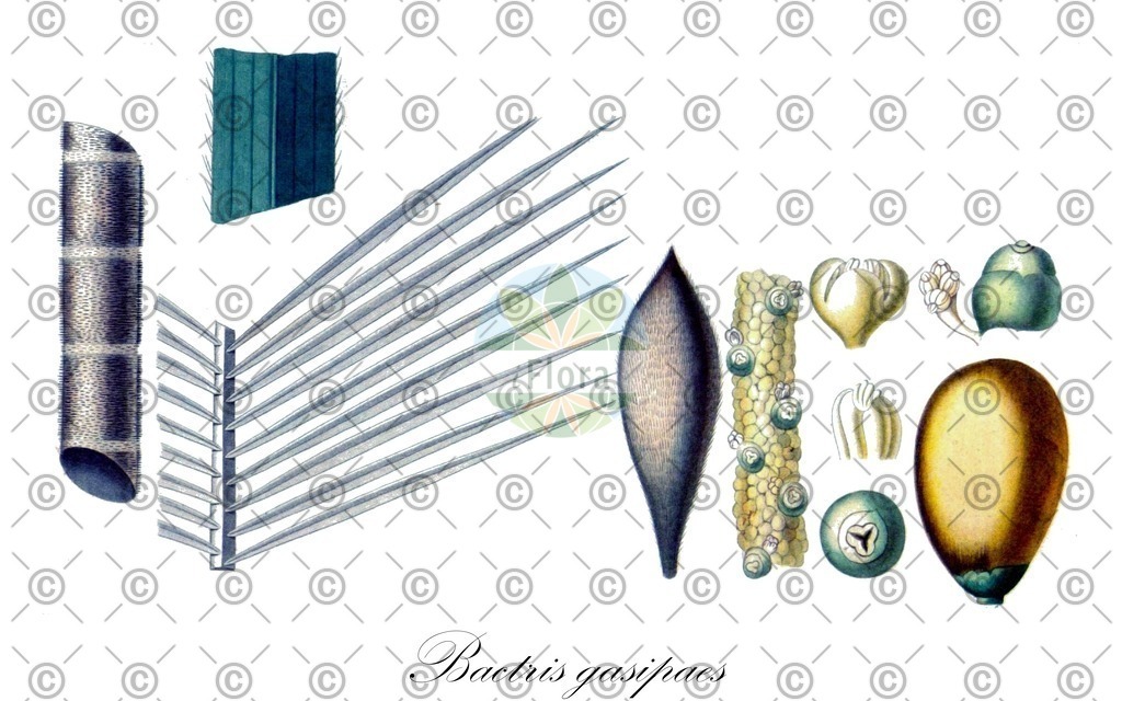 HistAbb_wfo-0000307252_2_ENZY_Simple | Historische Abbildung von Bactris gasipaes - Arecaceae | Historical Illustration of Bactris gasipaes - Arecaceae