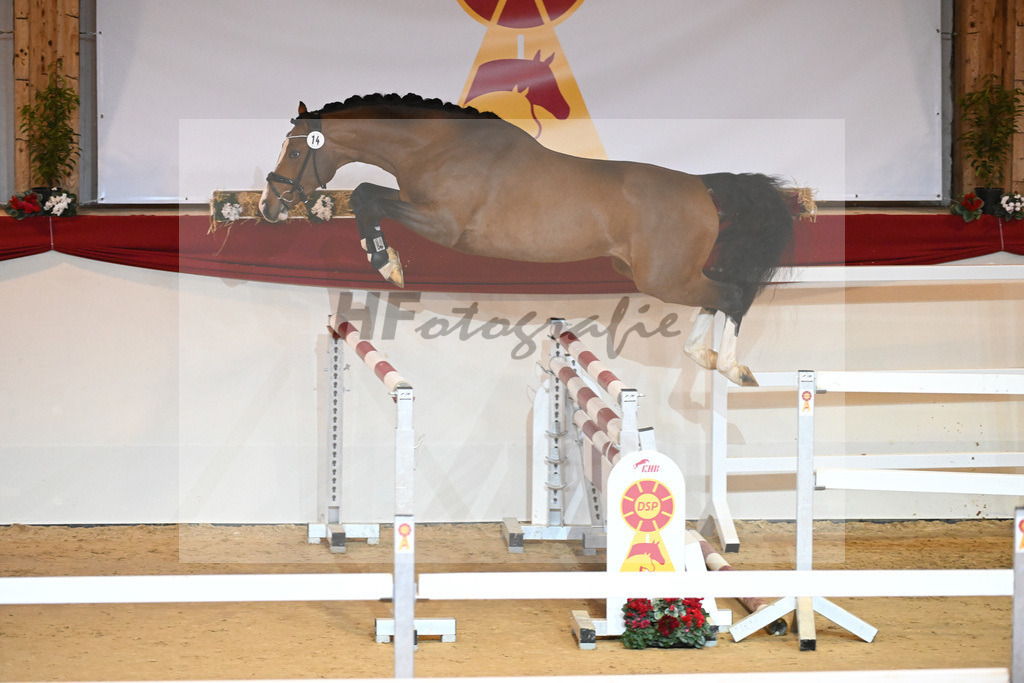 Kat-Nr. 14 Cornado I_Schulze Averdiek_1230832 | hf-fotografie - Realizzato con Pictrs.com