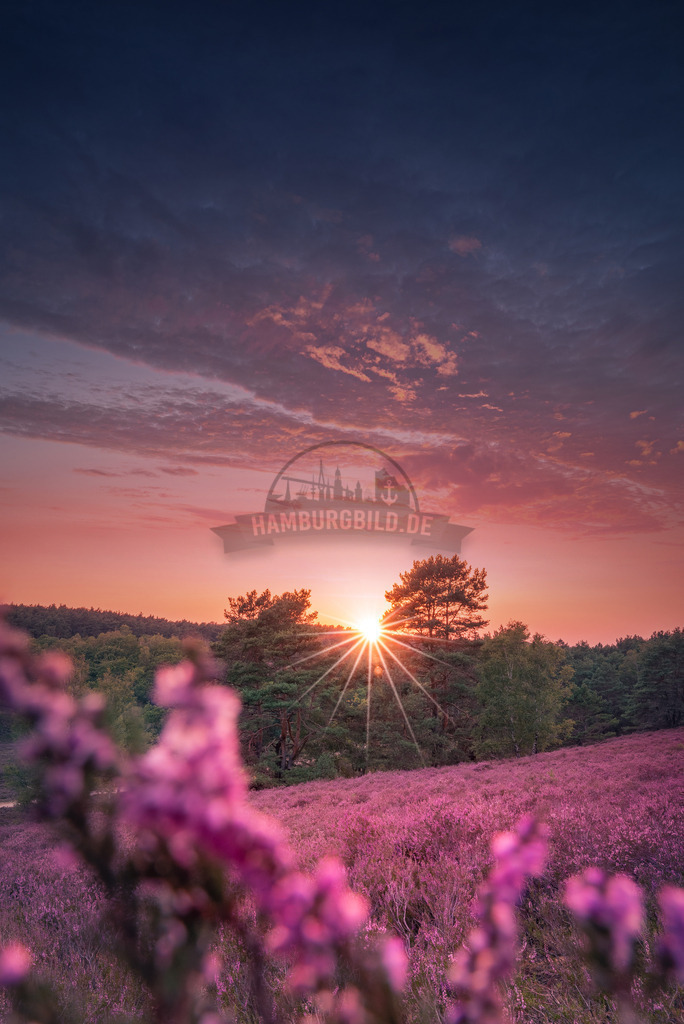 Fischbeker Heide Sunset 5 | Exklusive Hamburg collagen, tolle Segelbilder und viele weitere tolle Motive auf Leinwand, Poster, Alu-Dibond, u.v.m. findet Ihr bei uns auf hamburgbild.de. Findet Euer Wandbild für Euer Zuhause, Büro oder die  Praxis…. - Realisiert mit Pictrs.com