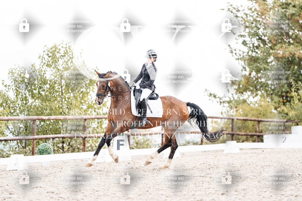 CK900975 | Turnierfotografie Pferdefotografie Trier Rheinland-Pfalz Pferdesport Reitsport Tierfotografie Sportfotografie Pferdevideo Pferdevideografie Equestrianvideography equestrianphotography  - Realisiert mit Pictrs.com