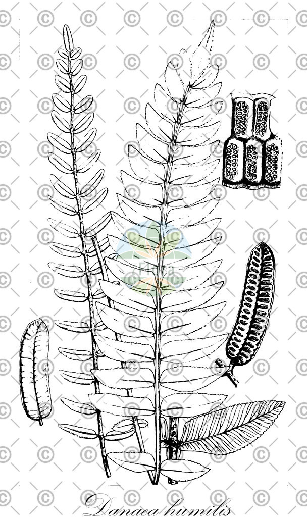 HistAbb_wfo-0000166347_1_ENZY_Simple | Historische Abbildung von Danaea humilis - Marattiaceae | Historical Illustration of Danaea humilis - Marattiaceae