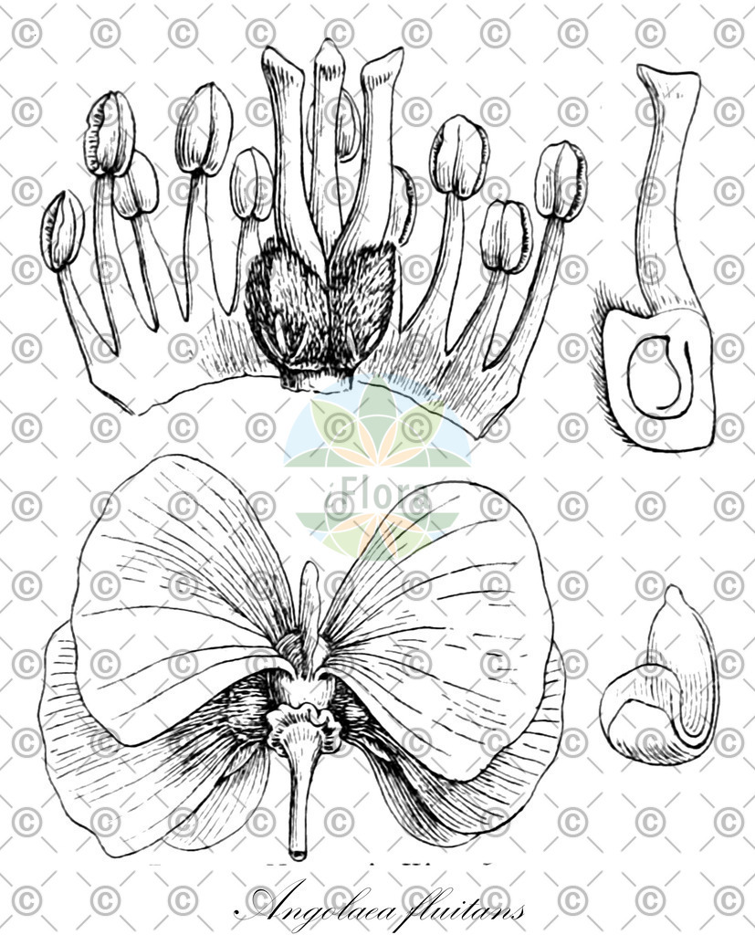 HistAbb_wfo-0000536542_226_ENZY_Simple | Historische Abbildung von Angolaea fluitans - Podostemaceae | Historical Illustration of Angolaea fluitans - Podostemaceae