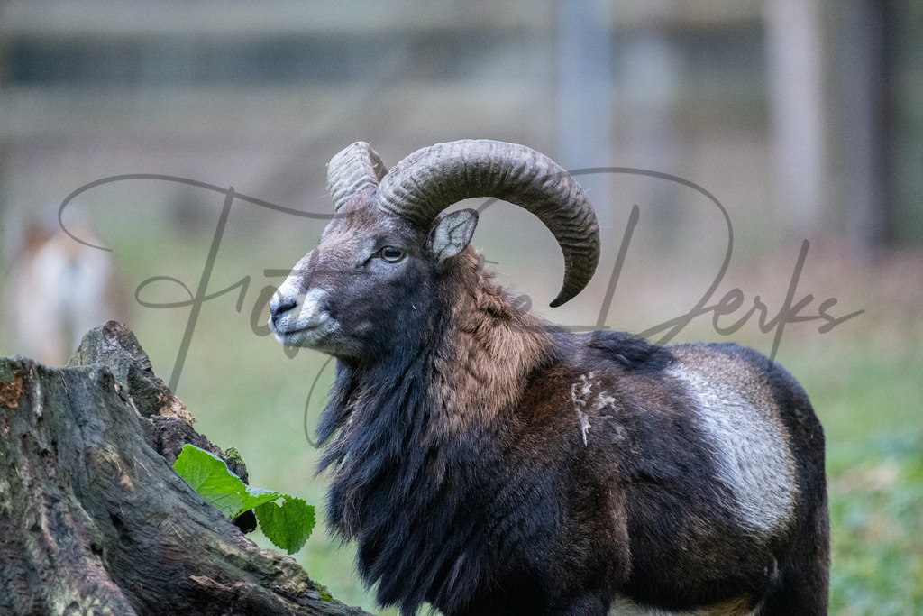 tiere-1-12 | fotografie-derks - Realisiert mit Pictrs.com