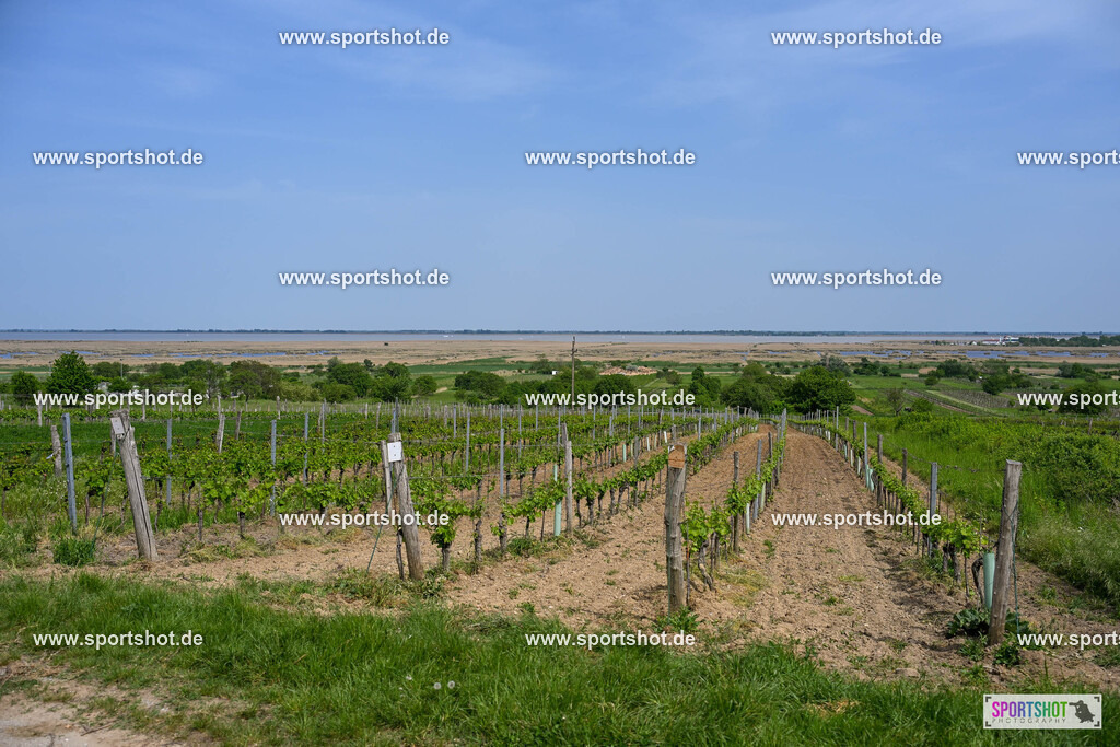 SZI_9448 | Neusiedler See Radmarathon 2025 #neusiedlerseeradmarathon #yourpictrs #sportshot_your_pictrs @Sportshotphotography Copyright:www.sportshot.de