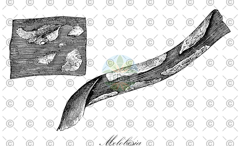 HistAbb_wfo-0001289754_1_ENZY_Simple | Historische Abbildung von Melobesia - Hapalidiaceae (0) | Historical Illustration of Melobesia - Hapalidiaceae (0)