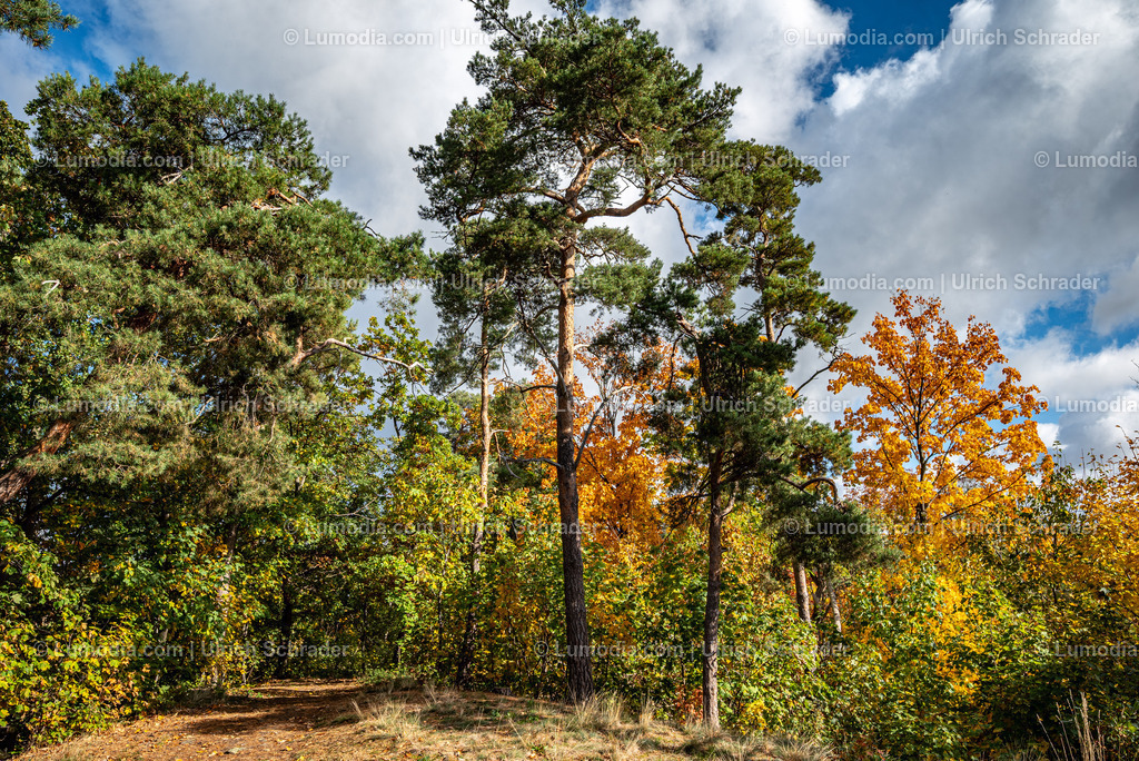 10049-13718 - Herbststimmung in den Spiegelsbergen | Stockfoto und Bilderpool mit Bildmaterial aus Deutschland, dem Harz, Halberstadt, Quedlinburg, Wernigerode und weltweit. Qualitativ hochwertige und professionelle Fotos anschauen und kaufen. - Realisiert mit Pictrs.com