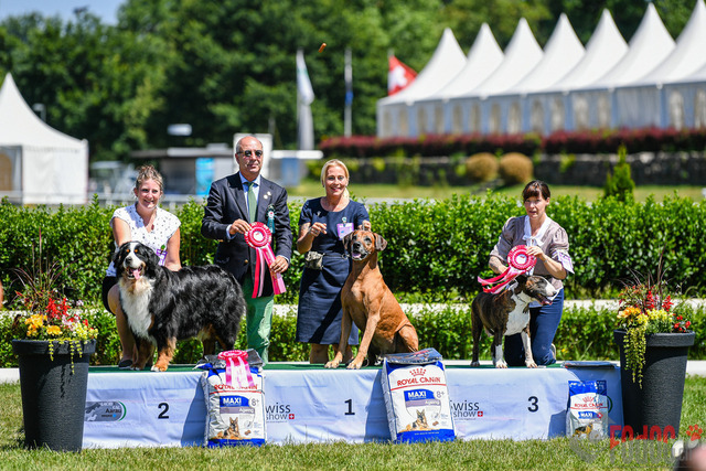 Dogshow CACIB Sonntag Ehrenring | Dogshow CACIB Sonntag in Aarau im Ehrenring. 25.06.2023 Foto: LeoWyden