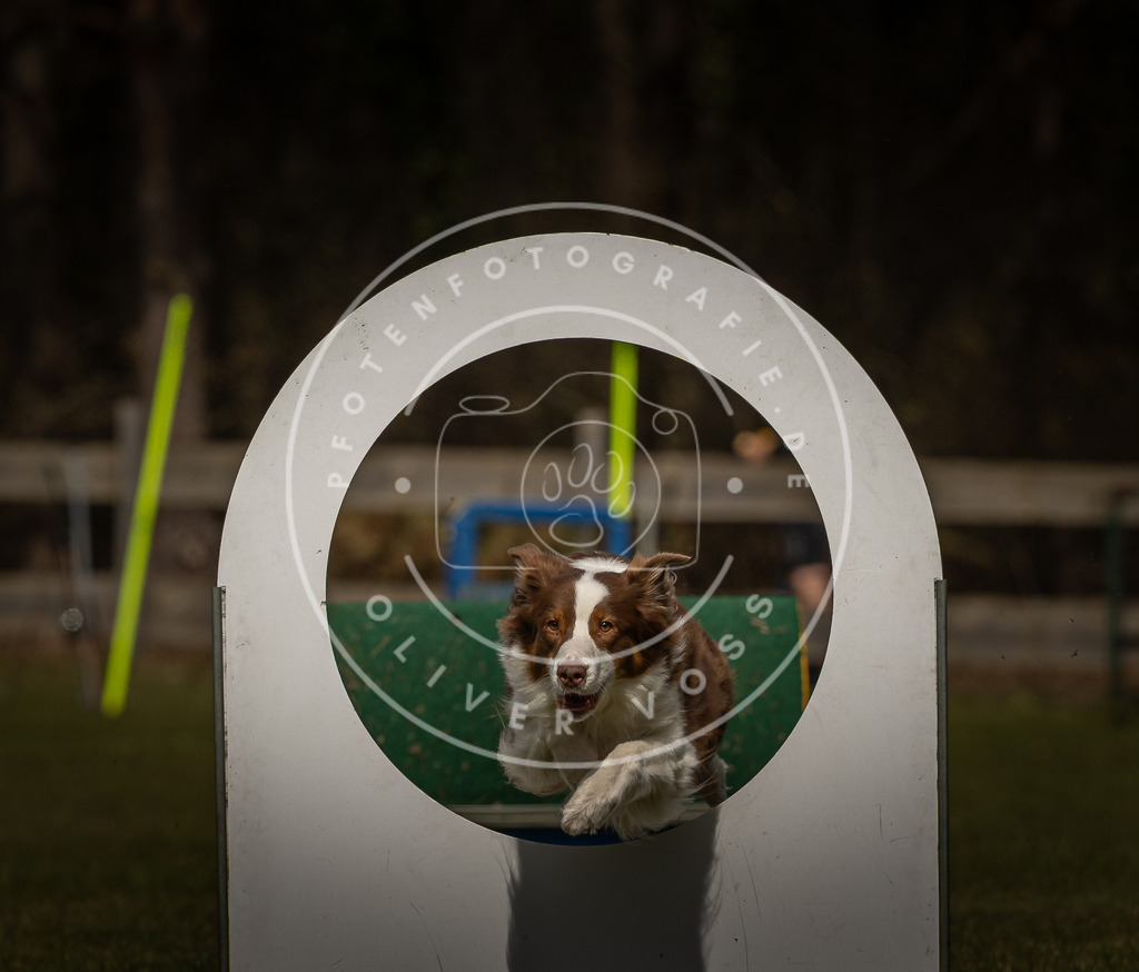 Pfotenfotografie_DV3A5093 | Hundefotografie, Tierfotograf, Pfotenfotografie, Fotoshooting Hund, Hunde Portrait, Hundesport, Hundeportraits, Heideshooting, Hunde, Sportfotograf, Hundefotograf, Turnierhundsport, THS,  - Realisiert mit Pictrs.com