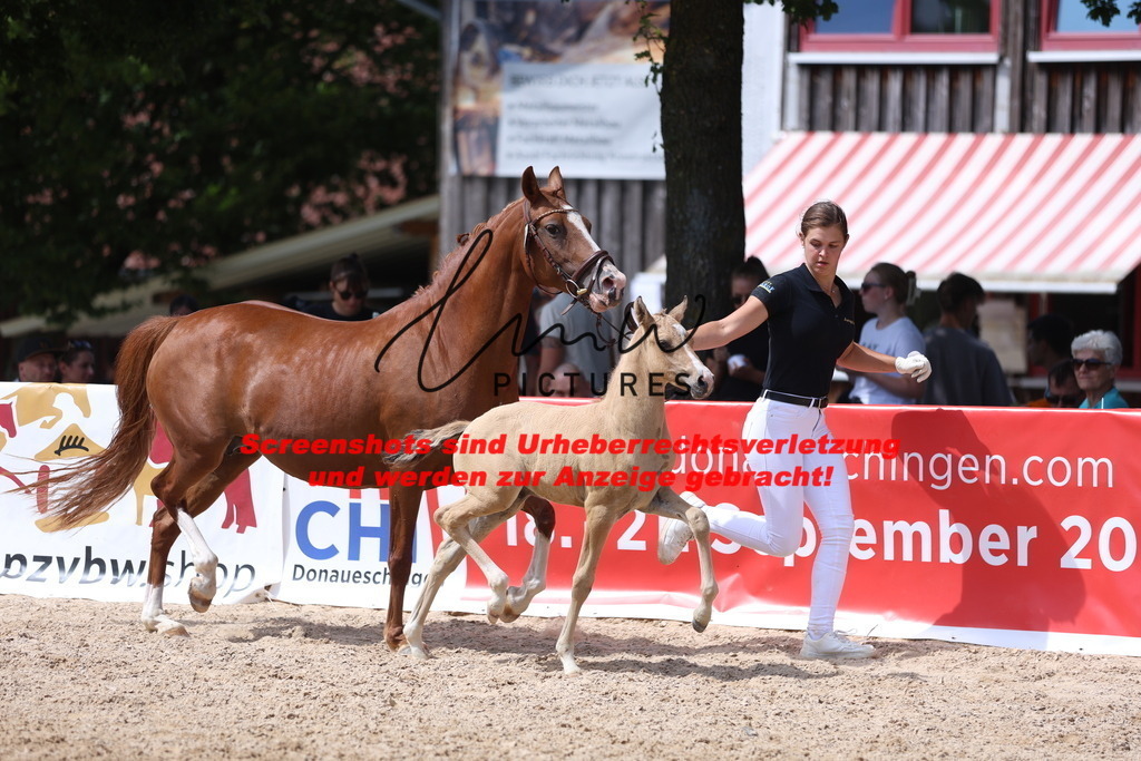 Fohlenschau_Schwäbisch_Hall_Ponys_KN 44_10 | lmwpictures - Realisiert mit Pictrs.com