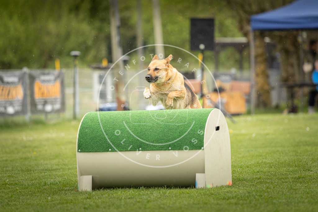 Pfotenfotografie_DV3A3448 | Hundefotografie, Tierfotograf, Pfotenfotografie, Fotoshooting Hund, Hunde Portrait, Hundesport, Hundeportraits, Heideshooting, Hunde, Sportfotograf, Hundefotograf, Turnierhundsport, THS,  - Realisiert mit Pictrs.com