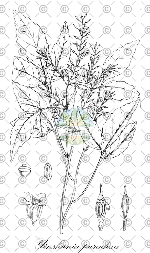HistAbb_wfo-0000752281_1_ENZY_Simple | Historische Abbildung von Yinshania paradoxa - Brassicaceae | Historical Illustration of Yinshania paradoxa - Brassicaceae