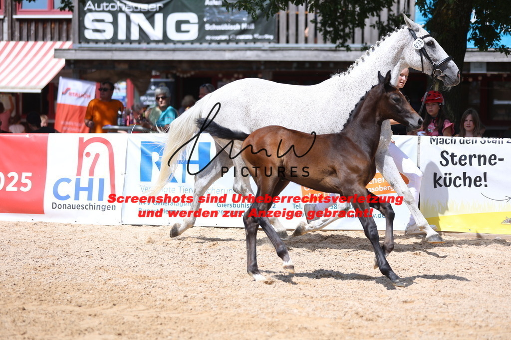 Fohlenschau_Schwäbisch_Hall_springbetonte_Fohlen_KN 33_8 | lmwpictures - Realisiert mit Pictrs.com