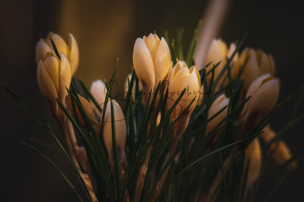 Krokusse | Simone Sperber, svb-photography,Fotografin,Bilddesignerin,Naturfotografie,Macrofotografie,Tierfotografie,Wildtierfotografie,Ausstellungen,Auftragsfotografie,Kunst,Art,Photographer,Shootings,Bildberatbeitung,Galerie,Shop