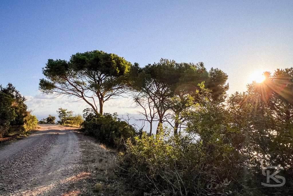 Morgensonne über Tenuta delle Ripalte: Sonnenaufgang auf Elba – Exklusives Wandbild | Blick auf einen Küstenweg bei der Tenuta delle Ripalte auf Elba während des Sonnenaufgangs; goldene Sonnenstrahlen brechen durch die Äste mediterraner Pinienbäume im warmen Morgenlicht. - Realisiert mit Pictrs.com