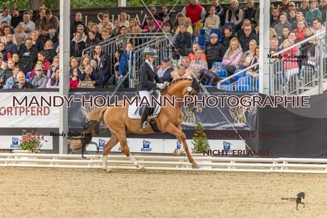 30-8-26 4j Hengste-39 | mandyhollmannphotographie